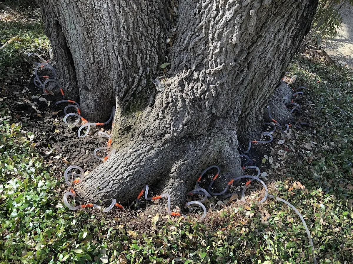 Detailed Tree Cabling and Bracing job site in Mira Loma