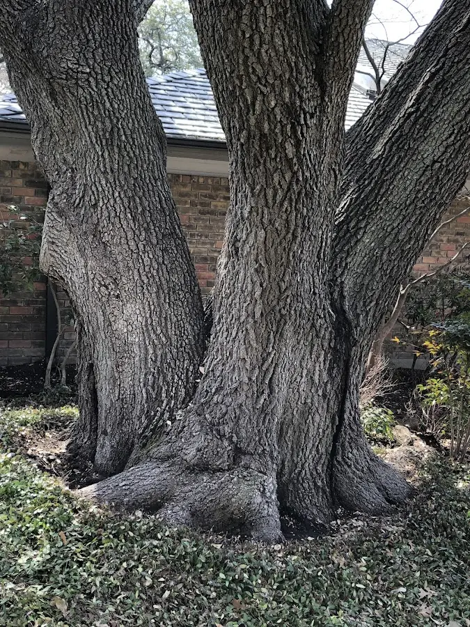 Mature heritage tree close to a Mira Loma property cared for by certified arborists